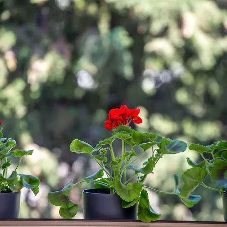 Korta Апартаменти *